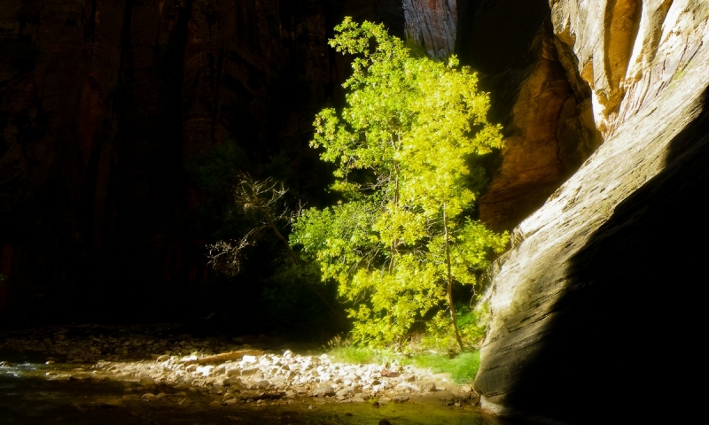 Spectacular sunlight in the Zion Narrows Canyon