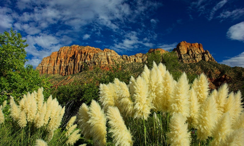 Looking up at cliffs in Zion National Park