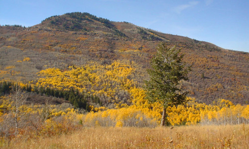 Park City