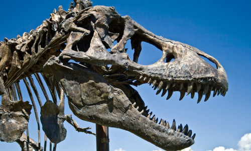 Dinosaur Discovery Site